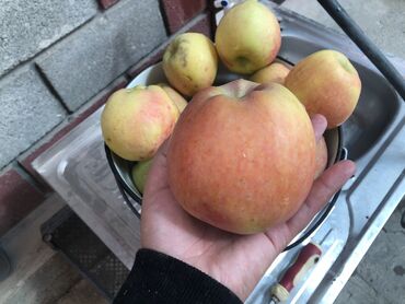 семена микрозелени: Алмалар