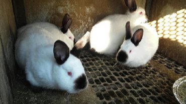 Декоративные кролики: Кролики — 13