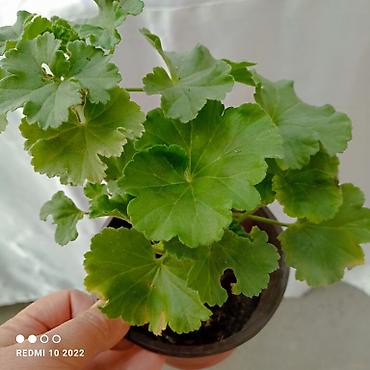 Герани и пеларгонии: Продаю сортовые розебудные пеларгонии, есть и старые хорошие сорта — 4