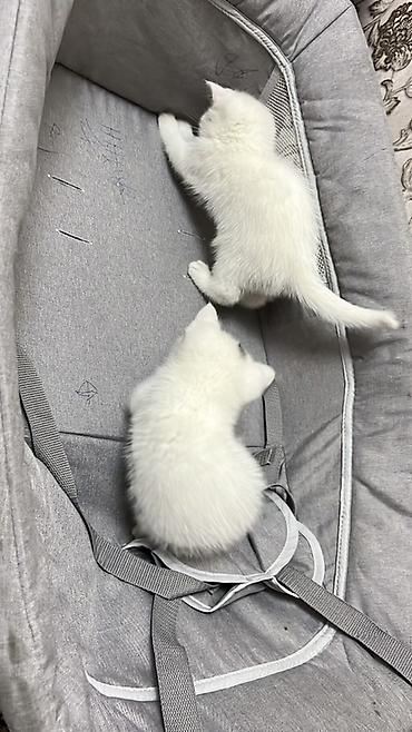 Продажа кошек: Скотиш Страйт (Шотландская прямоухая), 2 месяца, Девочка, Белый, Приучена к лотку — 8