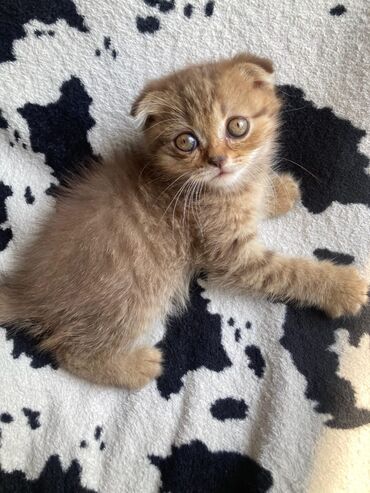 Pişiklər: Britan yastı qulaq, Erkək, Dişi, Yaxşı əllərə, Ünvandan götürmə, Pulsuz çatdırılma, Ödənişli çatdırılma — 26