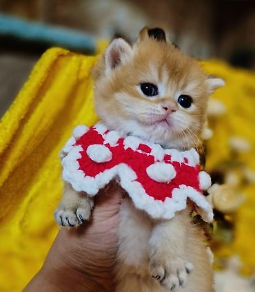 Pişiklər: Qızıl şinşilla, Erkək, Dişi — 1