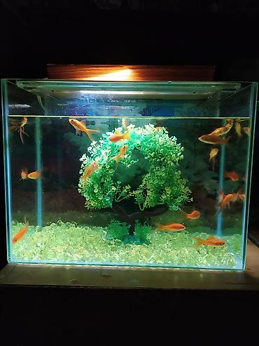 beta balığı: Dördbucaq akvarium, Balıqlarla birlikdə, 30 l, Ödənişli çatdırılma — 1