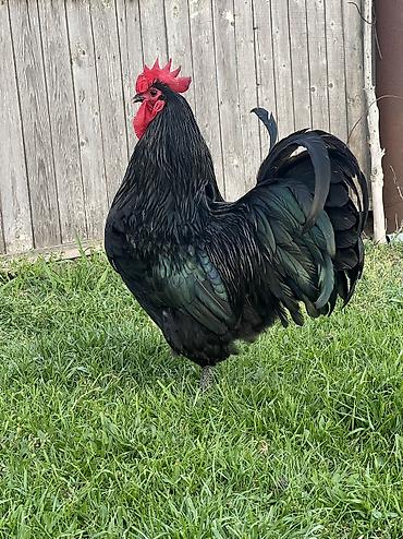 Toyuqlar: Toyuq, Australorp, Damazlıq — 10