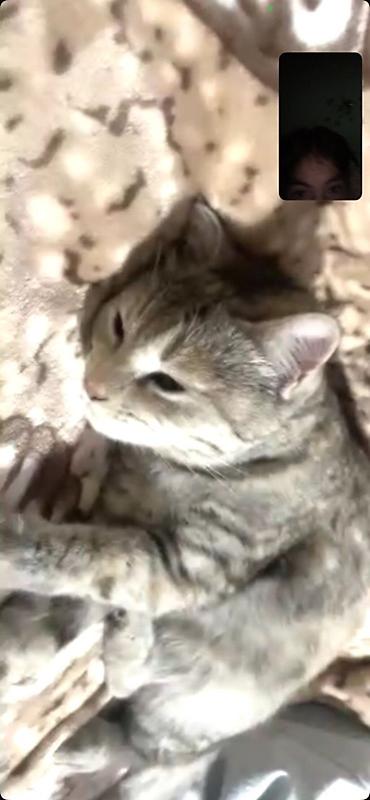 Находка и пропажа кошек: Пропала : Беспородная, Девочка — 8