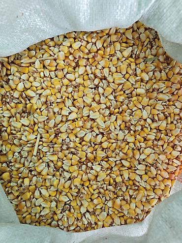 аквариумные рыбки каталог цены: Продаётся фуражная кукуруза, для кормления сельскохозяйственных — 3