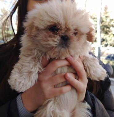 heyvan satışı tap az: Pekines, 3 ay, Erkek, Peyvəndli, Ünvandan götürmə, Ödənişli çatdırılma