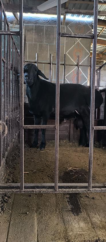 Баран, овца: Продаю | Баран (самец) | Для разведения | Племенные — 12