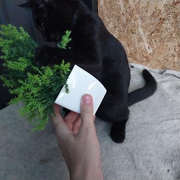 малинкий кошка: 2 месяца, Мальчик, Проглистована, Приучена к лотку — 7