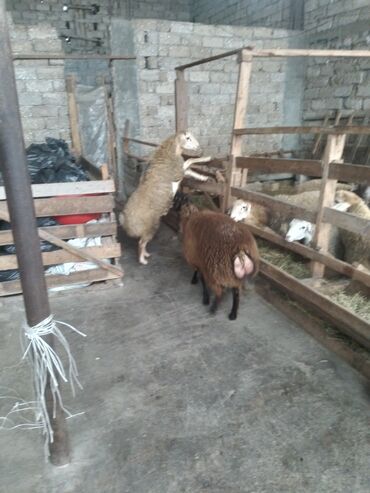 Qoyunlar, qoçlar: Saxlama şəraitində bəslənən damazlıq qoyunlar və quzular. - Növlər — 4