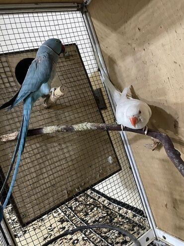 Digər quşlar: Məhsul: Halqa boyunlu parakitlər (Alexandrine/Indian Ringneck növü) — 8