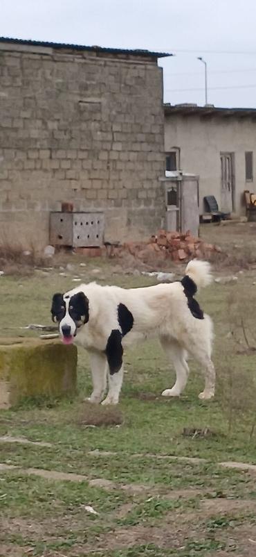 İtlər: Alabay, 1 il, Dişi, Peyvəndli — 4