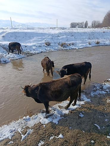 Коровы, быки: Продаю | Корова (самка) | Для молока — 18