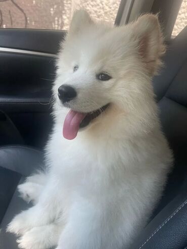 İtlər: Samoyed, 3 ay, Erkek, Peyvəndli, Ünvandan götürmə, Ödənişli çatdırılma
