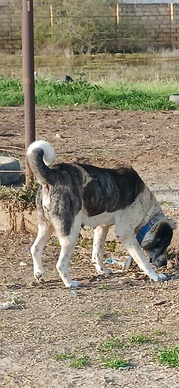 İtlər: Qurdbasar, 4 il, Dişi — 7