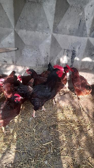 heyvanlar quslar: Şəkildəki toyuqların yumurtası satılır Red İsland qarışıqdı cücə — 4