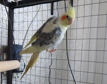 Птицы: Карабалта продаю попугая карелла, самец пол года 1800 сом