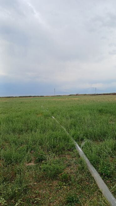 Продажа участков: 1300 соток, Для сельского хозяйства — 5