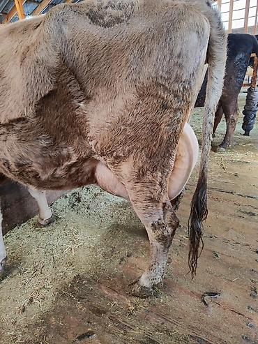 Коровы, быки: Продаю | Корова (самка), Бык (самец) | Швицкая | Для молока | После отела, Искусственник — 6