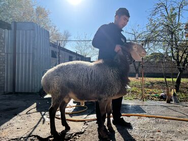 объявления о найденных животных: Продаю | Баран (самец) | Арашан | Для разведения | Племенные