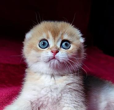 Продажа кошек: Скотиш Фолд (Шотландская вислоухая), 2 месяца, Мальчик, Золотая шиншилла — 1