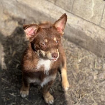 породистая собака: Миниатюрная девочка-красавица - похожа на помесь с чихуахуа. Вес