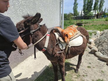 Другие животные: Продам ишак, отдам комплект седло и т.д, самовывоз, срочно продаю at lalafo.kg Другие животные: Продам ишак, отдам комплект седло и т.д, самовывоз, срочно продаю