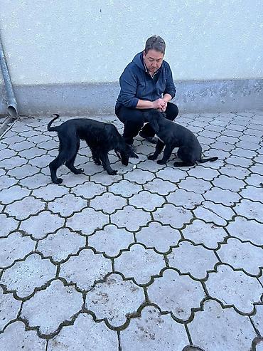 Продажа собак: Тайган, 4 месяца, Самка, С прививкой — 8