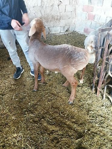 Баран, овца: Продаю | Баран (самец) | На забой — 17