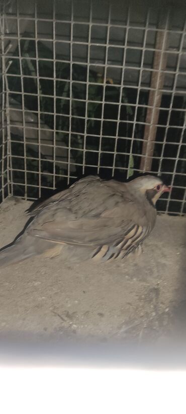 голуби птицы животный: Продаю самку серого кеклика годовалая . находятся в Бишкеке . цена