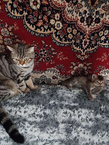 Продажа кошек: Скотиш Страйт (Шотландская прямоухая), 2 месяца, Девочка, Золотая шиншилла, Приучена к лотку — 6