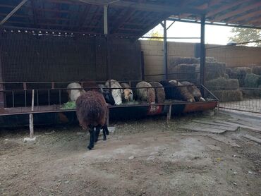 на ферме есть куры козлы и коровы: Продаю | Овца (самка), Ягненок, Баран (самец) | Для разведения | Кастрированные, Осеменитель