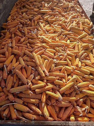 продам ягнят: Кукуруза в початках (сушёная) примерно 3 тонны - Урожай полевых — 1