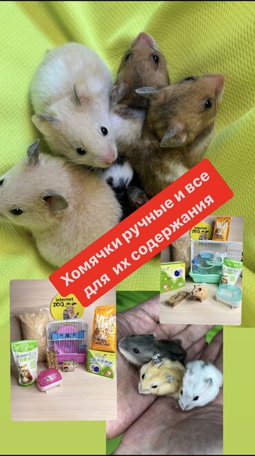 животные живые: Продаются джунгарские и сирийские и ангорские хомячки, бамбуковые