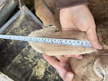 Баран, овца: Продаю | Овца (самка) | Для разведения | Племенные — 3