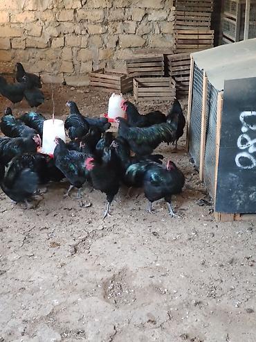 Toyuqlar: Toyuq, Australorp, Yumurtalıq — 8