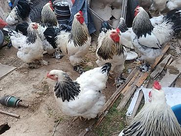 куры брамма: Продаю | Куры | Брама | Для разведения — 1