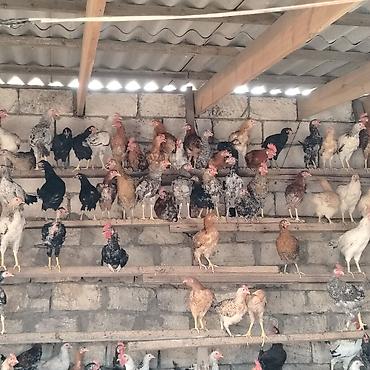 qara avstraloq: Qarışıq yerli toyuq və xoruz sürüsü - Cinslər: yerli qarışıq (ağ — 1