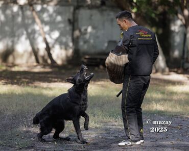 Вязка собак: Вязка: Немецкая овчарка, Самец, 2 года, С родословной — 6