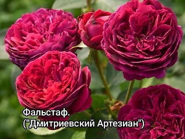 Роза: Продаю кустовые,чайныеплетистые розы английской,немецкой,французской — 2