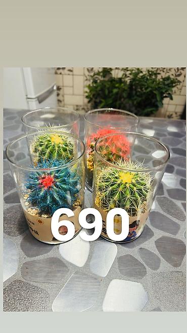 Другие комнатные растения: Комнатные цветы, цены написаны на фото — 25