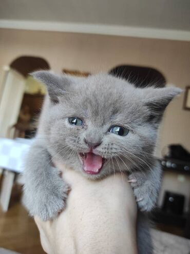 Pişiklər: Şotland yastı qulaq, Dişi, Erkək, Ünvandan götürmə — 16