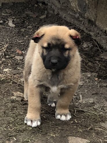 İtlər: Qurdbasar, 1 ay, Erkek — 8