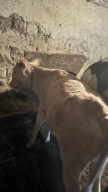 bakida cins ineklerin satisi: Dana, buzov, Dişi, ay: 12, Ətlik, Ünvandan götürmə — 3