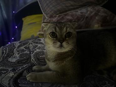 кошка шиншила: Кошка даром: Скотиш Страйт (Шотландская прямоухая), 1 год, Девочка, Приучена к лотку — 1