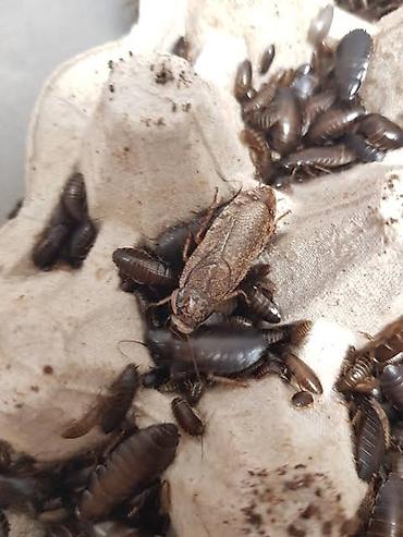 dəniz donuzu satışı: Lobster Taran ları satılır tam sağlamdılar səliqəli baxılıb təmizdilər — 3