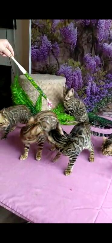 Продажа кошек: Бенгальские котята Проф.Питомник Бен Гла Мур предлагает.чудесных — 10