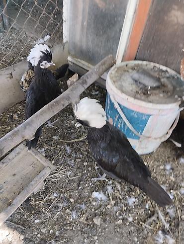 Toyuqlar: Toyuq, Damazlıq, Ünvandan götürmə, Ödənişli çatdırılma — 3