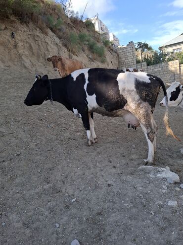 Inəklər, öküzlər: Məhsul: İnək və buzovlar Təsvir: - Fotoşəkillərdə qara-ağ rəngli — 2
