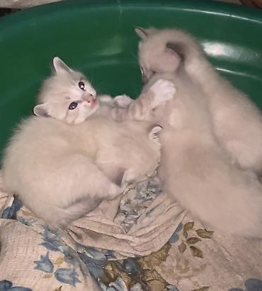 кошка сиамская: Сиамские Котята только в хорошие руки!!! 3 самца, 1 самка. Возраст — 4